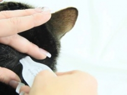 SPOT ON Zecken - Flohschutz für Katzen