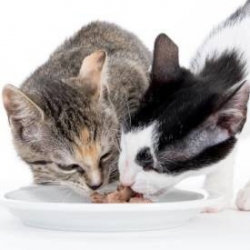 Nierendiät Katzenfeuchtfutter